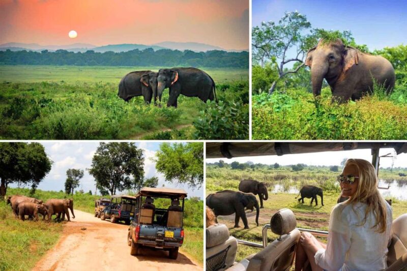 Galle (Hikkaduwa) To Udawalawe National Park Safari Tour - Safari Jeep Tour