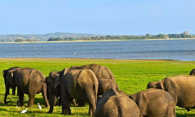 Galle/Mirissa/Hiriketiya: Drop to Ella & Udawalawa Safari - The Sum Up
