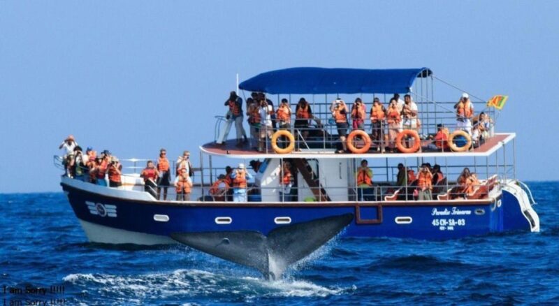 Galle: Mirissa Majesty: Exclusive Whales & Dolphins Cruise - Experience Highlights