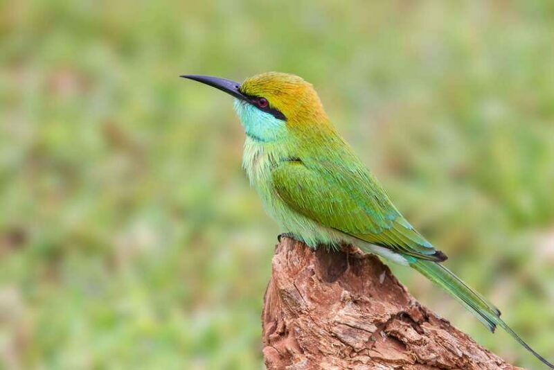 Galle/Mirissa/Tangalle: Transfer to Ella & Yala Safari - Who Would Love This Tour?