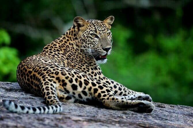 Galle/Mirissa/Tangalle: Transfer to Ella & Yala/Udawalawa Safari - A Deep Dive into the Experience