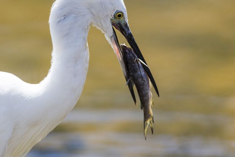 Galle/Mirissa: Yala & Udawalawe Safari Day Trip With Picnic - National Parks and Wildlife