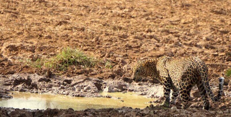 Galle/Mirissa: Yala & Udawalawe Safari Day Trip With Picnic - Safari Experiences in Yala