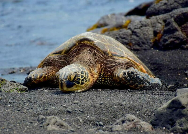 Galle Private Day Tours with Sea Turtles visit & Boat Safari - Frequently Asked Questions