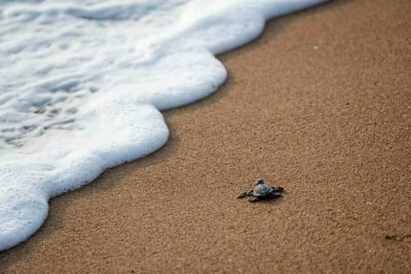 Galle Private Day Tours with Sea Turtles visit & Boat Safari - Final Thoughts