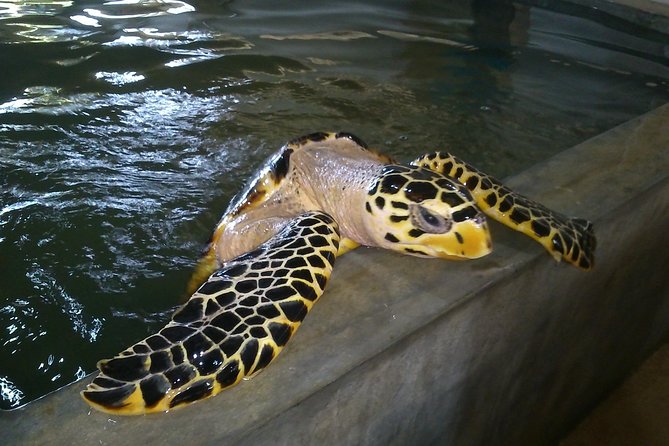 Galle Sightseein Rickshaw Tour - Habaraduwa Turtle Hatchery