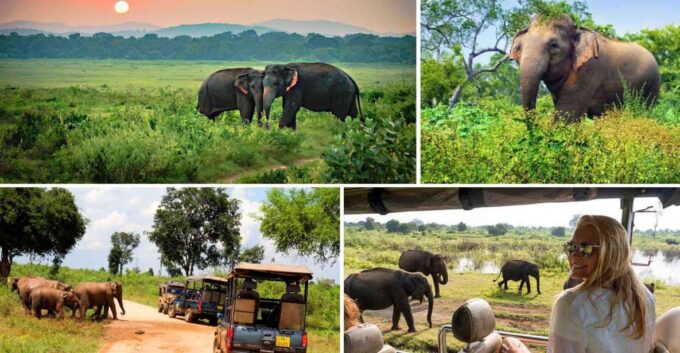 Galle (Unawatuna) To Udawalawe National Park Safari Tour - Frequently Asked Questions
