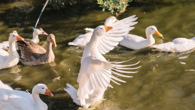Gallura: Picnic on a Farm With Animals - Experience Overview