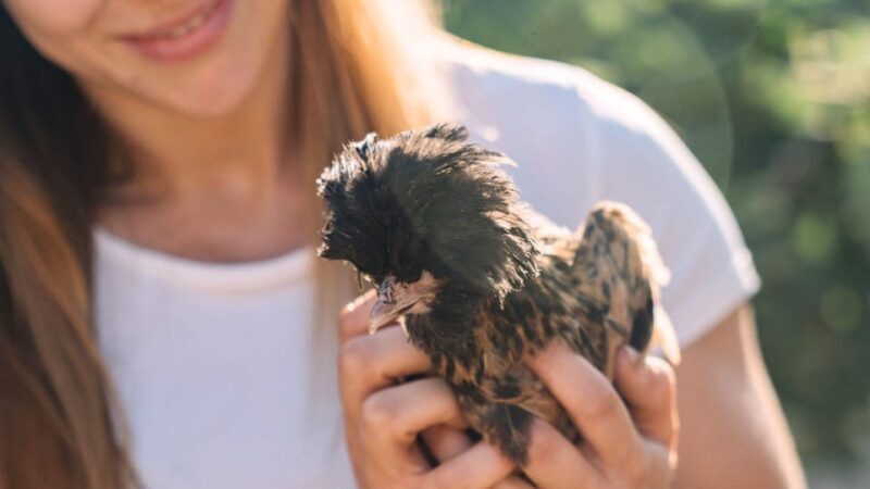 Gallura: Picnic on a Farm With Animals - Picnic Details and Menu