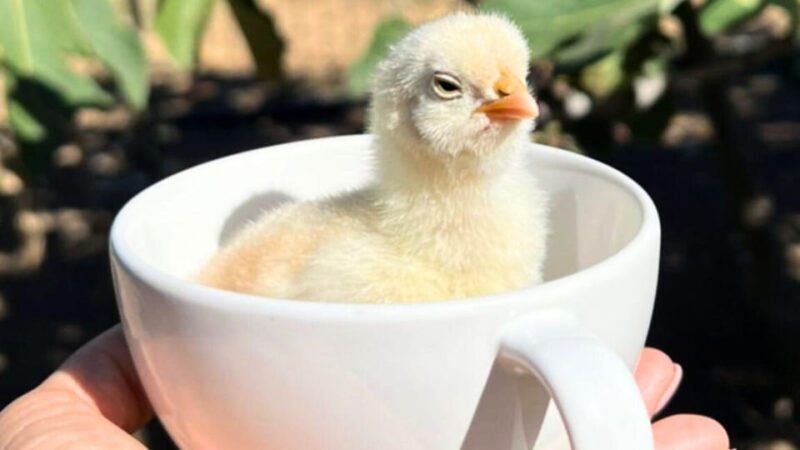 Gallura: Picnic on a Farm With Animals - Family-Friendly Atmosphere