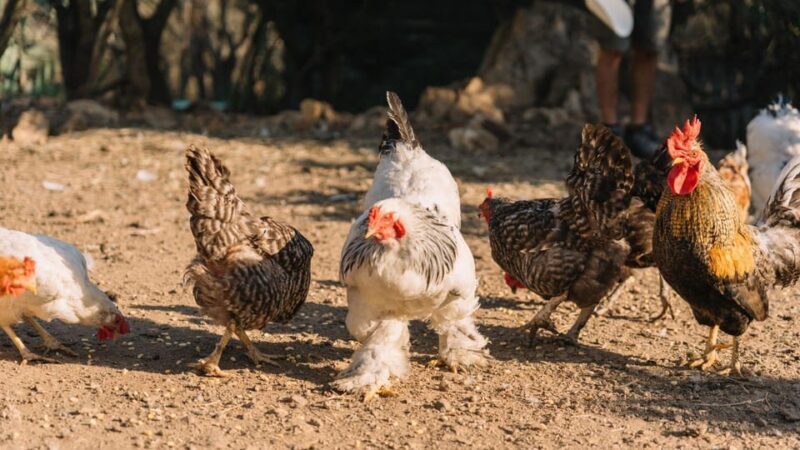 Gallura: Picnic on a Farm With Animals - Animal Interaction Guidelines