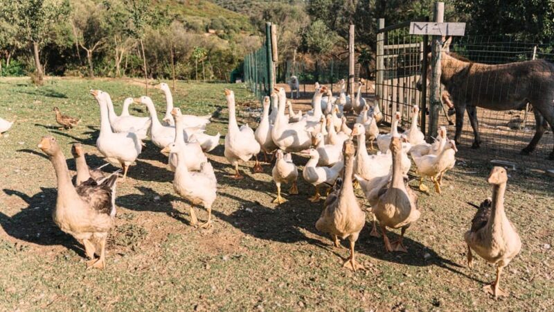 Gallura: Picnic on a Farm With Animals - Booking Information and Flexibility