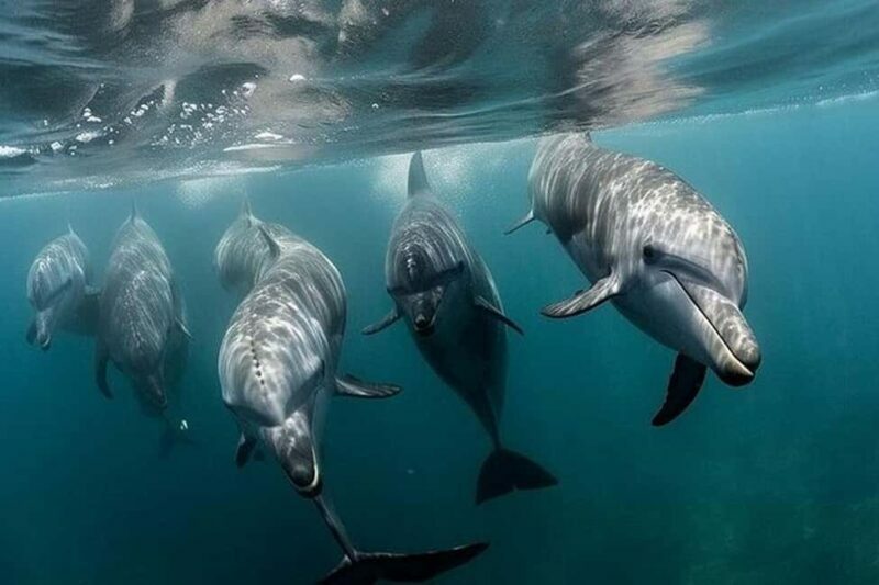 Galveston: Dolphin Watching Boat Tour in Galveston Bay - An Introduction to the Experience