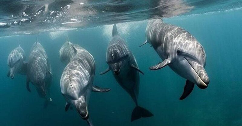 Galveston: Dolphin Watching Boat Tour in Galveston Bay - Meeting Information