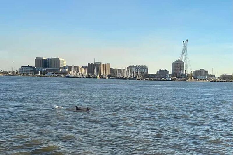 Galveston: Dolphin-Watching Cruise - The Bottom Line