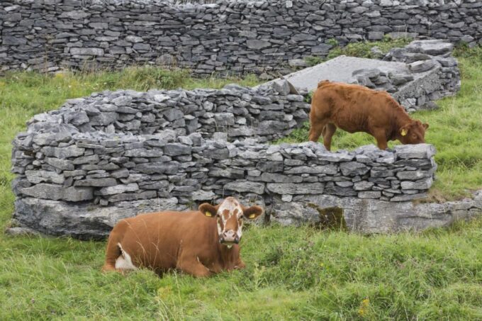 Galway: Cliffs Cruise, Aran Islands & Connemara Day Tour - Inclusions and Amenities
