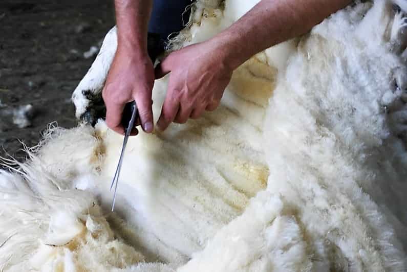 Galway: Working Sheep Farm Guided Visit With Herding Demo - Key Points