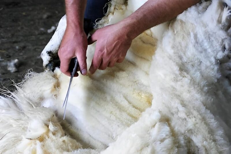 Galway: Working Sheep Farm Guided Visit With Herding Demo - Sheep Herding Demonstration