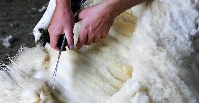 Galway: Working Sheep Farm Guided Visit With Herding Demo - Sheep Shearing Demonstration