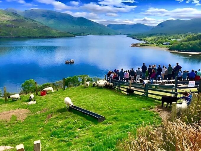Galway: Working Sheep Farm Guided Visit With Herding Demo - Important Information for Visitors