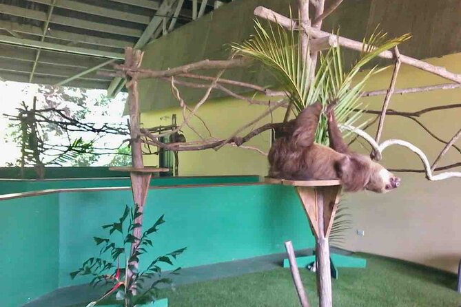 Gamboa Wildlife and Sloth Sanctuary Tour With Pickup - Wildlife Viewing Opportunities