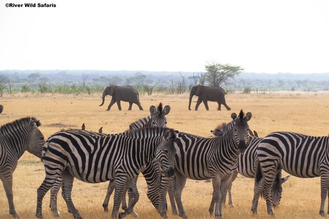 Game Drive (AM / PM) - Zambezi National Park - River Wild Safaris - Overview of the Tour