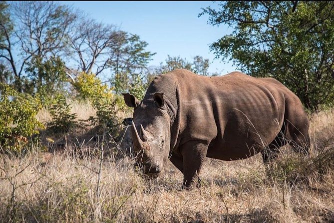 Game Drive and Rhino Viewing Safari - Key Points