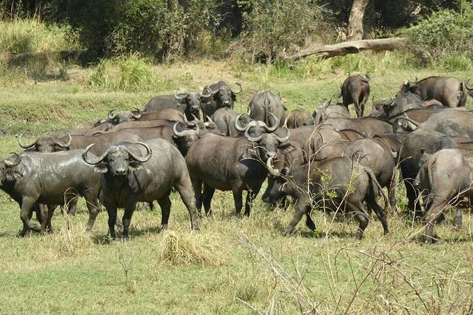 Game Drive and Rhino Viewing Safari - Accessibility Information