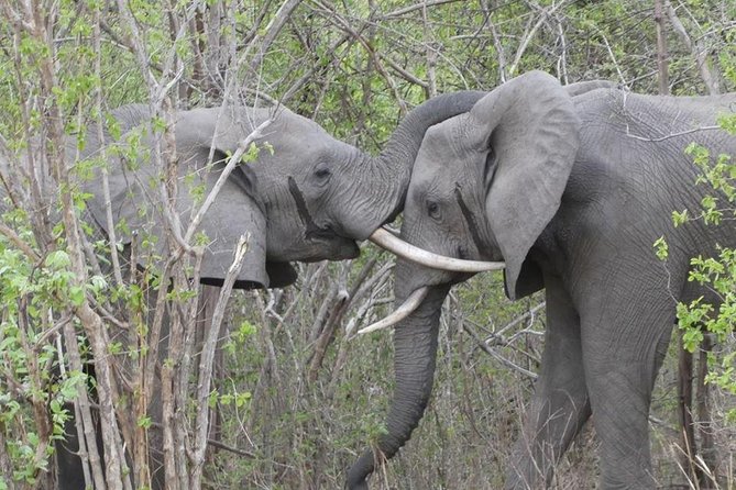 Game Drive and Rhino Viewing Safari - Positive Feedback