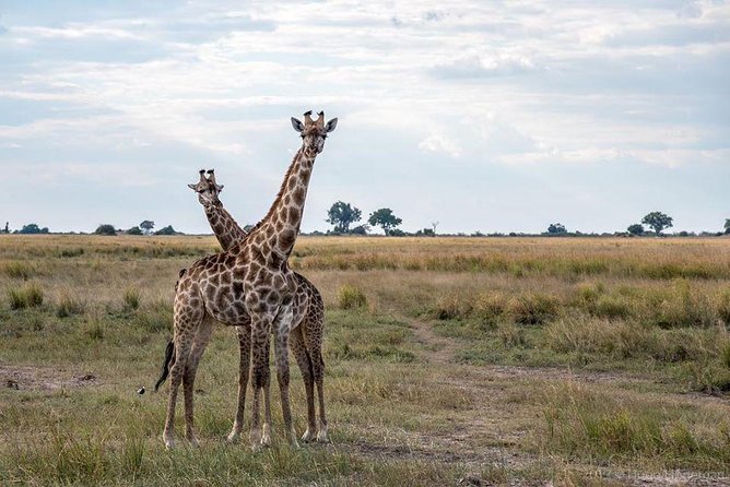 Game Drive and Rhino Viewing Safari - Negative Feedback