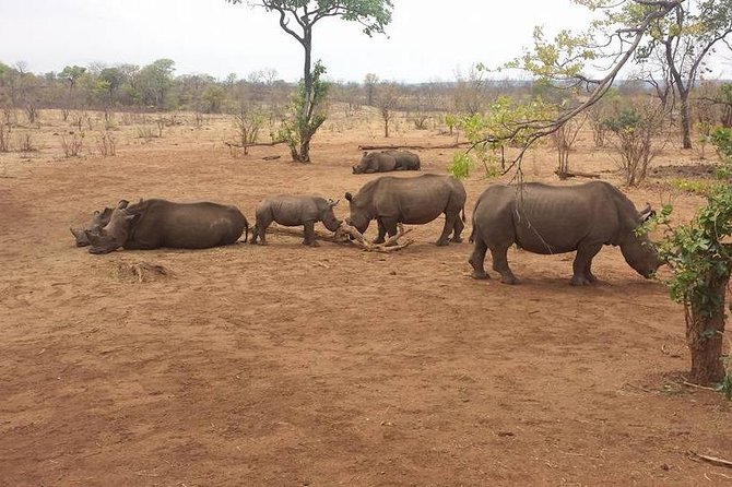 Game Drive and Rhino Viewing Safari - Guided Safari Experience
