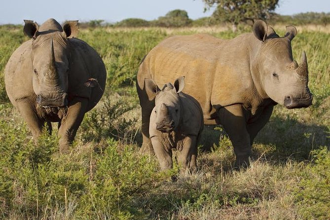 Game Drive And Rhino Walk - Booking Information