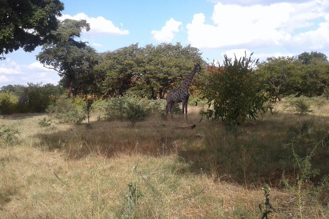 Game Drive And Rhino Walk - Accessibility