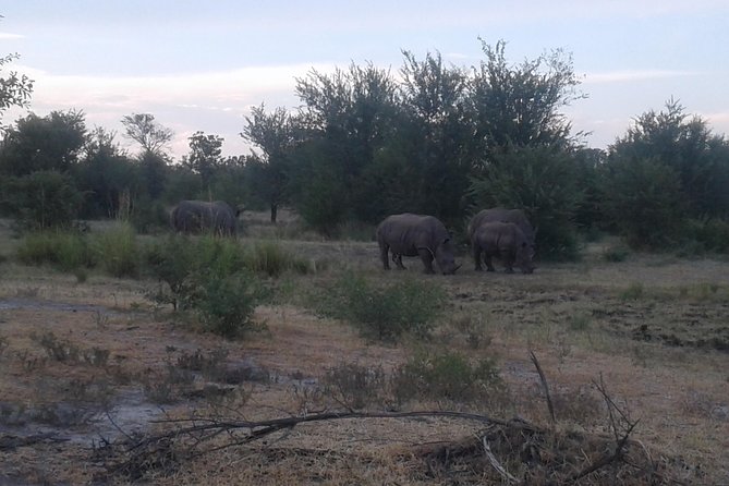 Game Drive And Rhino Walk - Rhino Walk Experience