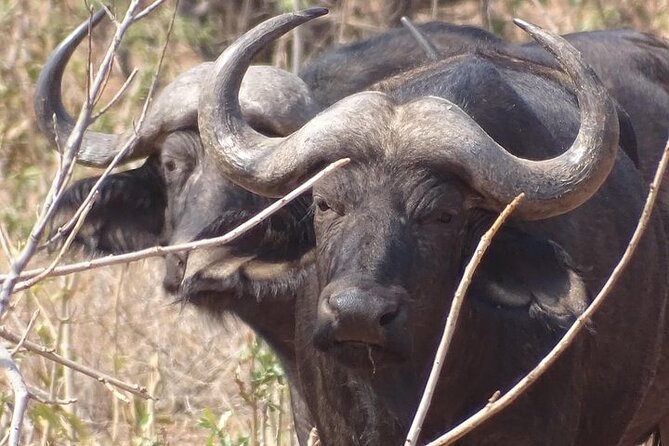 Game Drive and Short Rhino Walk - Wildlife and Conservation
