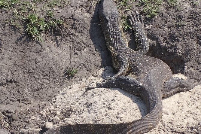 Game Drive and Short Rhino Walk - Highlights of the Tour