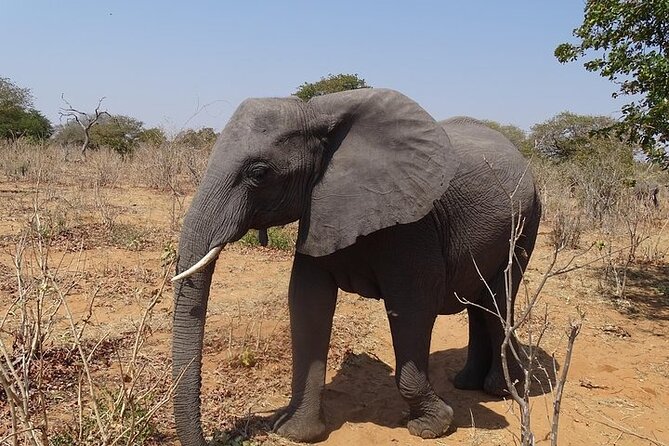 Game Drive and Short Rhino Walk - Conservation Efforts Explained