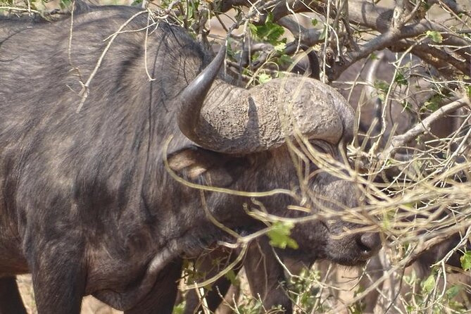 Game Drive and Short Rhino Walk - Personalized Safari Experiences