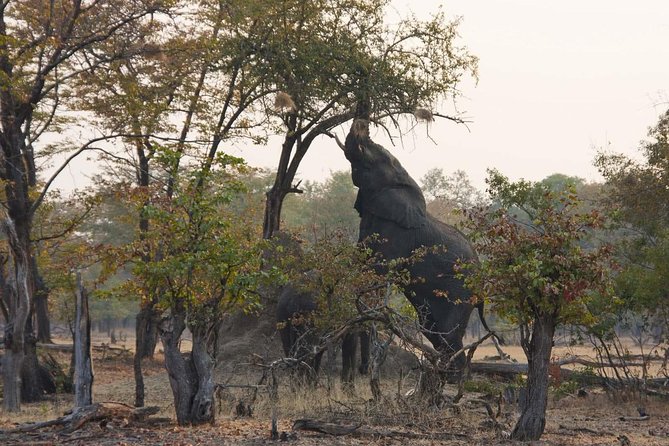 Game Drive in Mosi-Oa-Tunya National Park - Knowledgeable and Experienced Guides