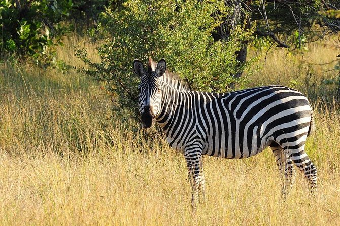 Game Drive in Mosi-Oa-Tunya National Park - Recommended Tour Times