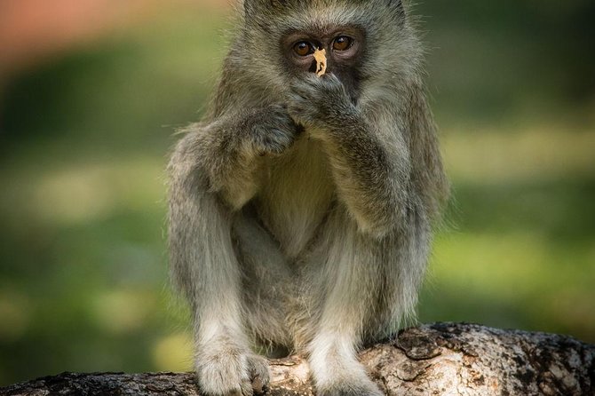 Game Drive in Mosi-Oa-Tunya National Park - Guest Reviews and Ratings