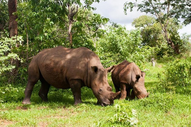 Game Drive in Mosi-Oa-Tunya National Park - Hosts Commitment to Safety and Service