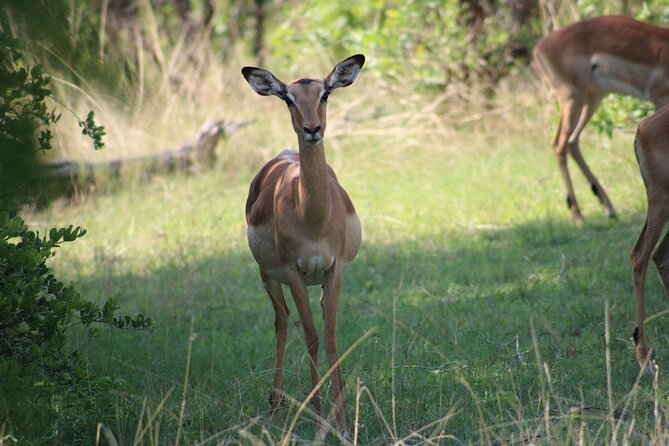Game Drive in the Mosi Oa Tunya National Park - Livingstone - Highlights of the National Park