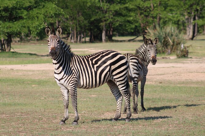 Game Drive in the Mosi Oa Tunya National Park - Livingstone - Wildlife Sightings