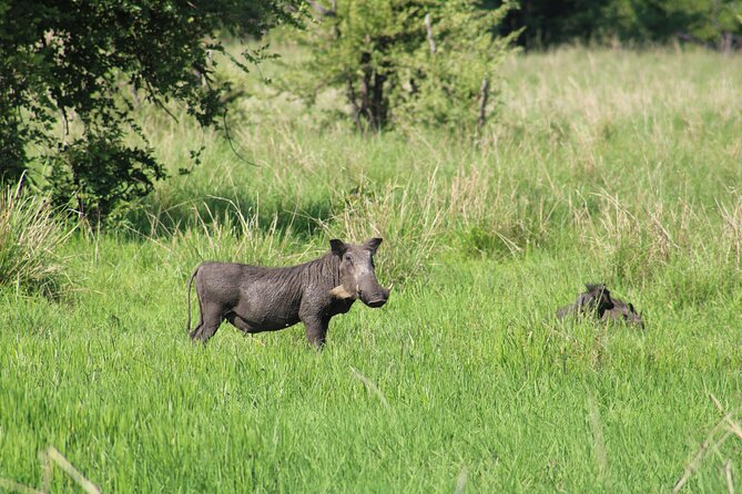Game Drive in the Mosi Oa Tunya National Park - Livingstone - Operated by Nekacheya Travel