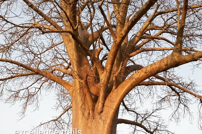 Game Drive in Zambezi National Park Morning or Afternoon - Additional Considerations