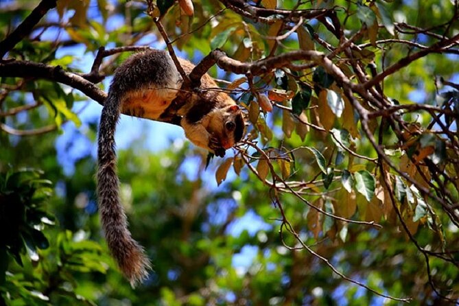 Game Drive Wilpattu National Park : Private Tour - Tour Details and Ratings