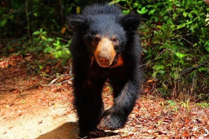 Game Drive Wilpattu National Park : Private Tour - Meeting Point and Schedule