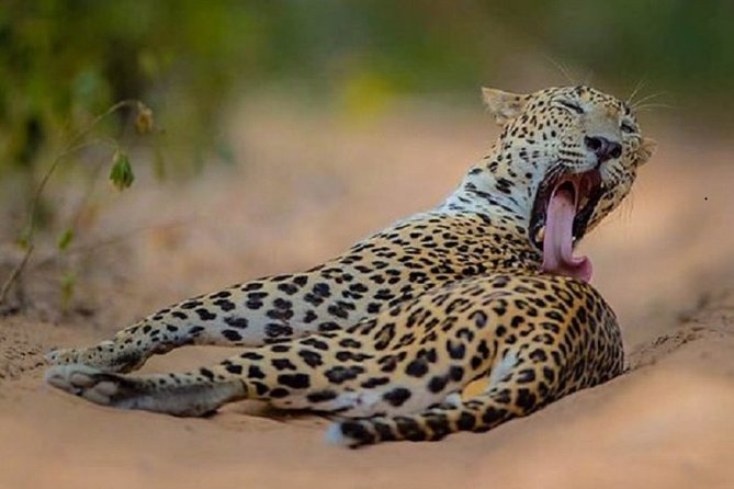 Game Drive Wilpattu National Park : Private Tour - Confirmation and Accessibility