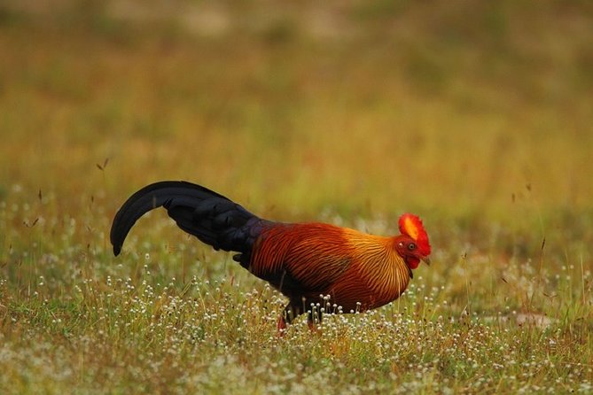 Game Drive Wilpattu National Park : Private Tour - Private Tour Experience